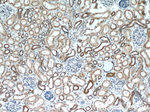 ERK1/2 Antibody in Immunohistochemistry (Paraffin) (IHC (P))