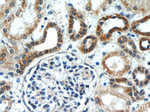 ERK1/2 Antibody in Immunohistochemistry (Paraffin) (IHC (P))