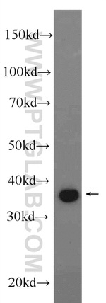 ERK1/2 Antibody in Western Blot (WB)