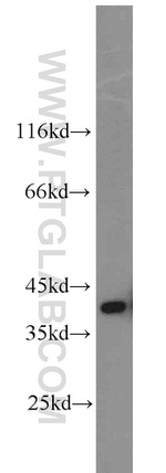ERK1/2 Antibody in Western Blot (WB)