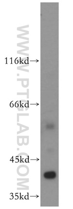 ERK1/2 Antibody in Western Blot (WB)