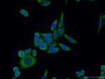 ERK1/2 Antibody in Immunocytochemistry (ICC/IF)