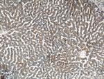 ERK1/2 Antibody in Immunohistochemistry (Paraffin) (IHC (P))
