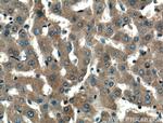 ERK1/2 Antibody in Immunohistochemistry (Paraffin) (IHC (P))