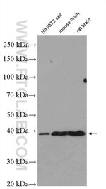 ERK1/2 Antibody in Western Blot (WB)