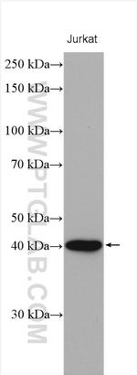 PNMA2 Antibody in Western Blot (WB)