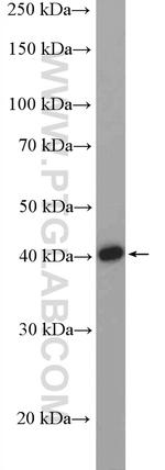 PNMA2 Antibody in Western Blot (WB)