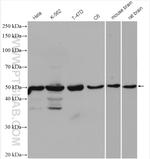 DEK Antibody in Western Blot (WB)