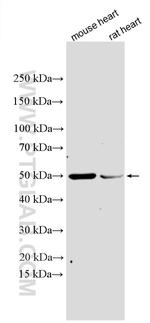 AGXT2L2 Antibody in Western Blot (WB)
