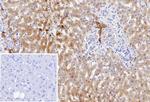 Aldo-keto Reductase Family 1 Member C1/DD1 Antibody in Immunohistochemistry (Paraffin) (IHC (P))