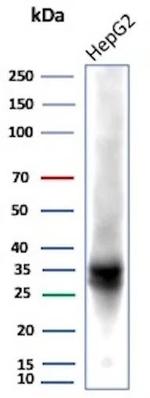 Aldo-keto Reductase Family 1 Member C1/DD1 Antibody in Western Blot (WB)