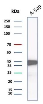 Aldo-keto Reductase Family 1 Member C1/DD1 Antibody in Western Blot (WB)