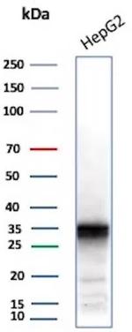 Aldo-keto Reductase Family 1 Member C1/DD1 Antibody in Western Blot (WB)
