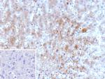 Aldo-keto Reductase Family 1 Member C1/DD1 Antibody in Immunohistochemistry (Paraffin) (IHC (P))