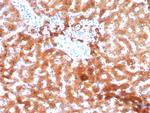 Aldo-keto Reductase Family 1 Member C1/DD1 Antibody in Immunohistochemistry (Paraffin) (IHC (P))
