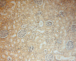 DNAJB5 Antibody in Immunohistochemistry (Paraffin) (IHC (P))