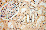 DNAJB5 Antibody in Immunohistochemistry (Paraffin) (IHC (P))