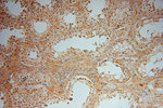DNAJB5 Antibody in Immunohistochemistry (Paraffin) (IHC (P))