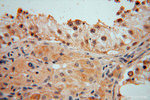 DNAJB5 Antibody in Immunohistochemistry (Paraffin) (IHC (P))