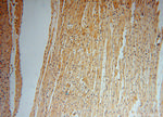 DNAJB5 Antibody in Immunohistochemistry (Paraffin) (IHC (P))