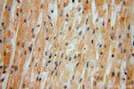 DNAJB5 Antibody in Immunohistochemistry (Paraffin) (IHC (P))