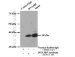DNAJB5 Antibody in Immunoprecipitation (IP)
