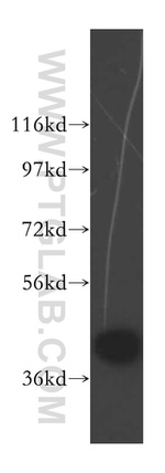 DNAJB5 Antibody in Western Blot (WB)
