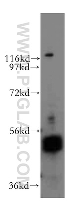 INTS12 Antibody in Western Blot (WB)