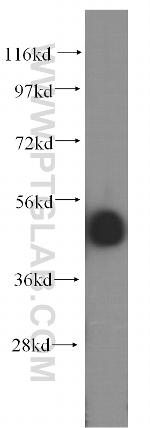 INTS12 Antibody in Western Blot (WB)