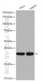 MRPS35 Antibody in Western Blot (WB)