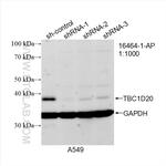 TBC1D20 Antibody in Western Blot (WB)