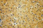 HGD Antibody in Immunohistochemistry (Paraffin) (IHC (P))