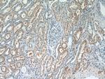 DPEP2 Antibody in Immunohistochemistry (Paraffin) (IHC (P))