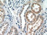 DPEP2 Antibody in Immunohistochemistry (Paraffin) (IHC (P))