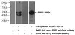DPEP2 Antibody in Western Blot (WB)