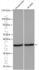 Aquaporin 4 Antibody in Western Blot (WB)