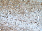 Aquaporin 4 Antibody in Immunohistochemistry (Paraffin) (IHC (P))