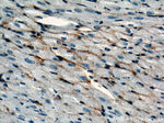Aquaporin 4 Antibody in Immunohistochemistry (Paraffin) (IHC (P))