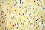 ADH4 Antibody in Immunohistochemistry (Paraffin) (IHC (P))