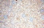 ADH4 Antibody in Immunohistochemistry (Paraffin) (IHC (P))