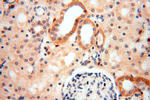 ADH4 Antibody in Immunohistochemistry (Paraffin) (IHC (P))