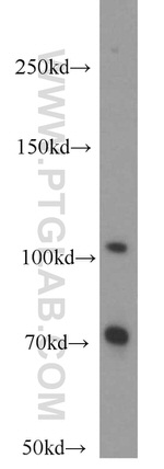 MVP/LRP Antibody in Western Blot (WB)