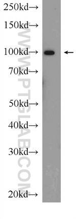 MVP/LRP Antibody in Western Blot (WB)
