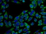 NDUFA4L2 Antibody in Immunocytochemistry (ICC/IF)