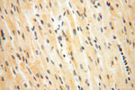 NDUFA4L2 Antibody in Immunohistochemistry (Paraffin) (IHC (P))