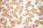 NDUFA4L2 Antibody in Immunohistochemistry (Paraffin) (IHC (P))