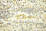 NDUFA4L2 Antibody in Immunohistochemistry (Paraffin) (IHC (P))