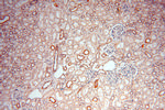 NDUFA4L2 Antibody in Immunohistochemistry (Paraffin) (IHC (P))