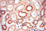 NDUFA4L2 Antibody in Immunohistochemistry (Paraffin) (IHC (P))