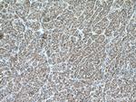 NDUFA4L2 Antibody in Immunohistochemistry (Paraffin) (IHC (P))